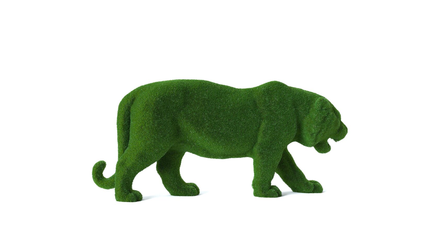 Тигр — изображение 6