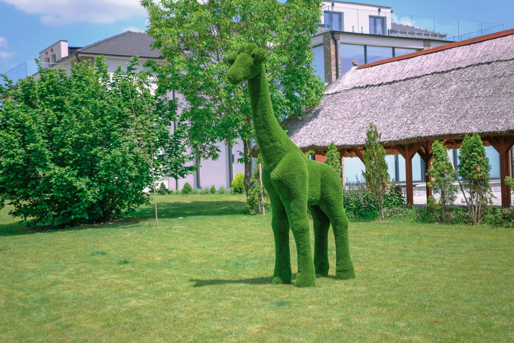 Жираф — изображение 2