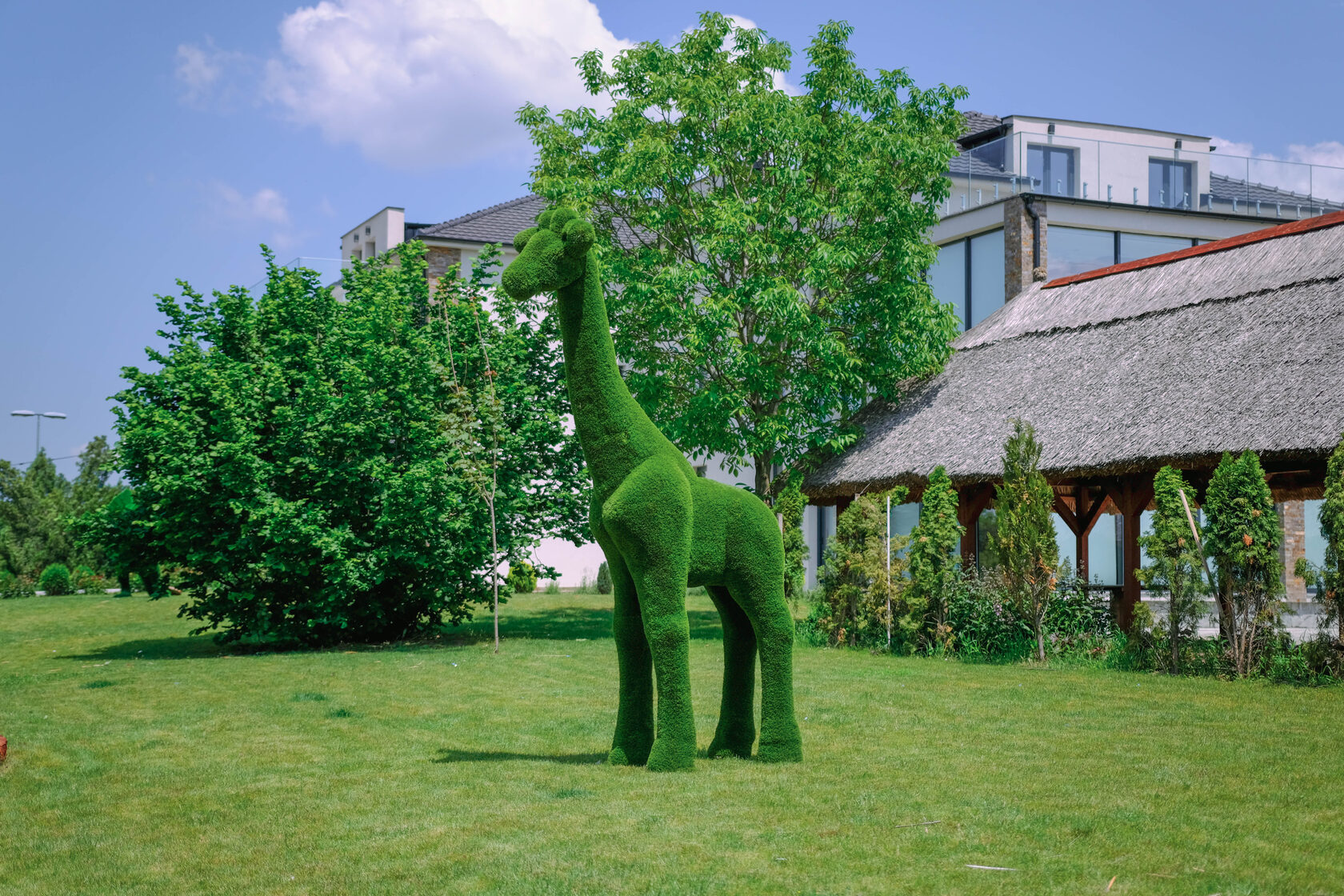 Жираф — изображение 5