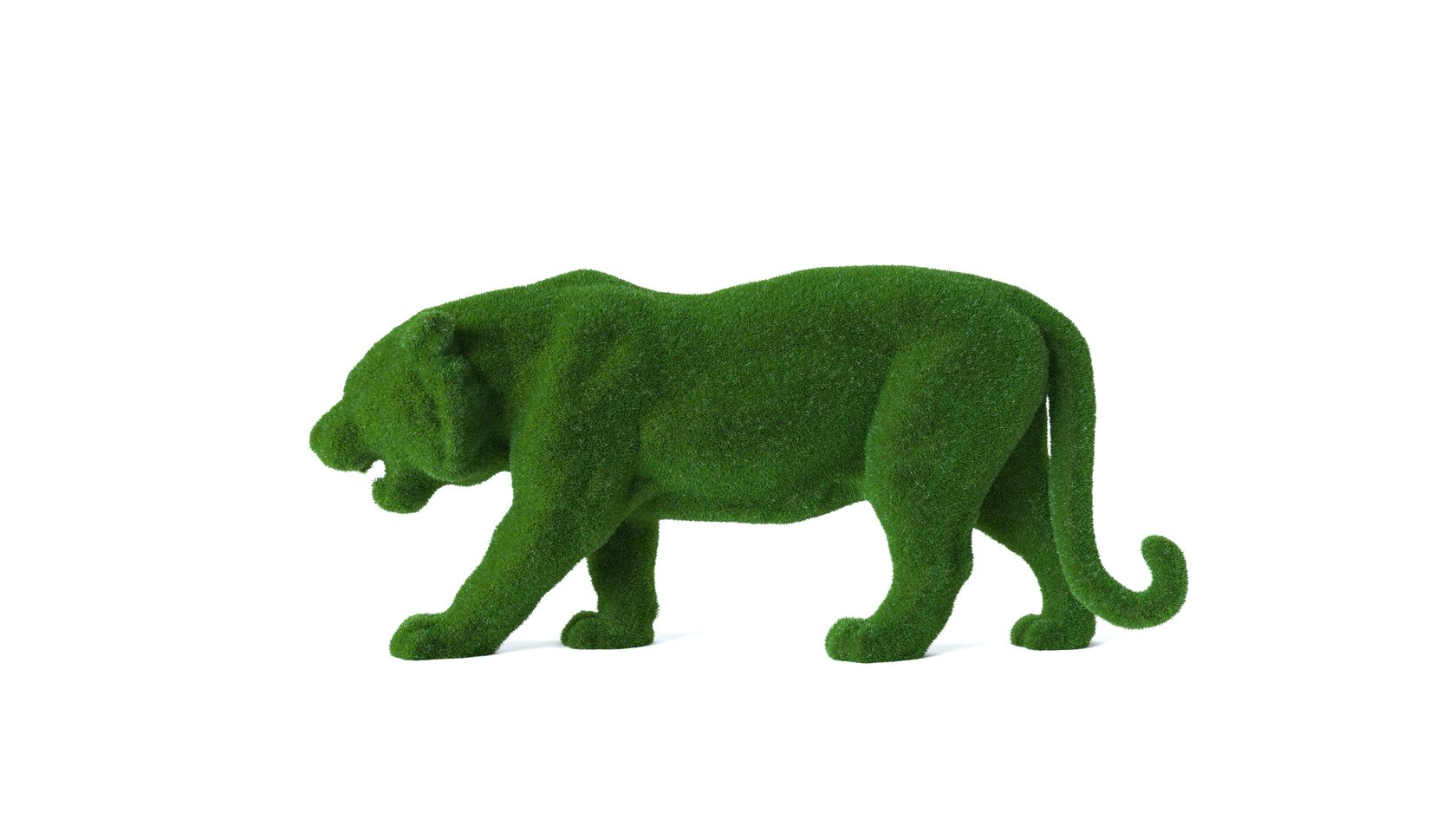 Тигр — изображение 5