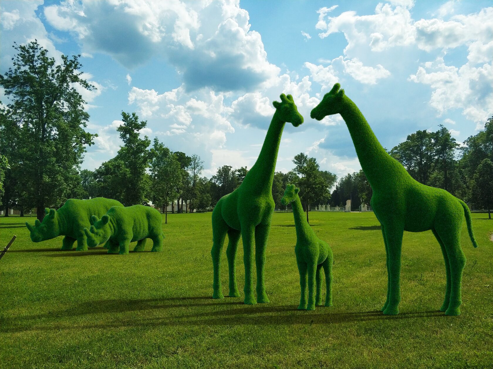 Жираф — изображение 6